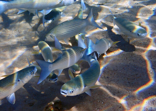 School of important commercial fish - gray mullet, scientific name is Mugil cephalus. The fishes inhabit shallow waters of the Black, Red and Mediterranean seas, widely distributed in Middle East