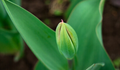 Capullo tulipán