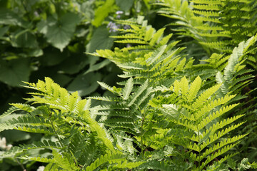 A fern bush in the sunlight on the lumen. The bright rays of the summer sun shine through the green grass