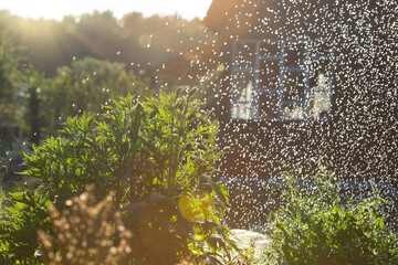 Drops of water illuminated by sunlight fall on garden plants. Watering the garden in the evening....