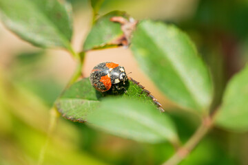 Macro of ladybugs on various surfaces