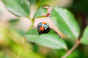 Macro of ladybugs on various surfaces