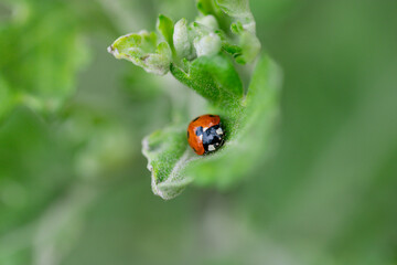 Macro of ladybugs on various surfaces