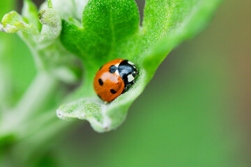Macro of ladybugs on various surfaces