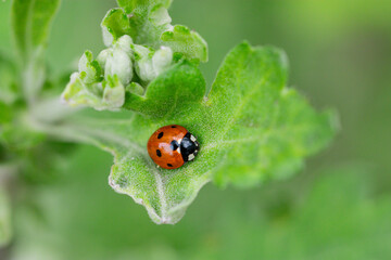 Macro of ladybugs on various surfaces