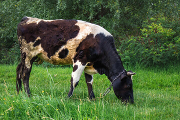 A black and white cow grazing on a green meadow on a sunny day. A black and white cow grazes on farmland with green grass.