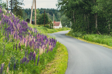 Fototapeta na wymiar Invasive lupins growing by a roadside in Norway.