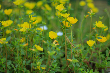 yellow flowers in the garden