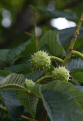 horse chestnut fruit hanging on the tree, in leaves and branches, aesculus hippocastanum,