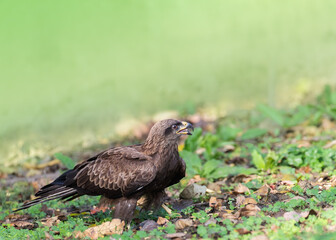 Black Kite on ground
