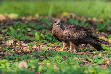 Obraz premium Black Kite Eye to Eye