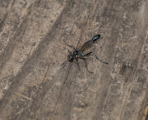Black wasp closeup