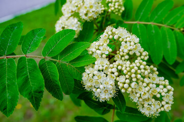 white rowan flowers on a background of green leaves.mountain ash in bloom.bright spring background