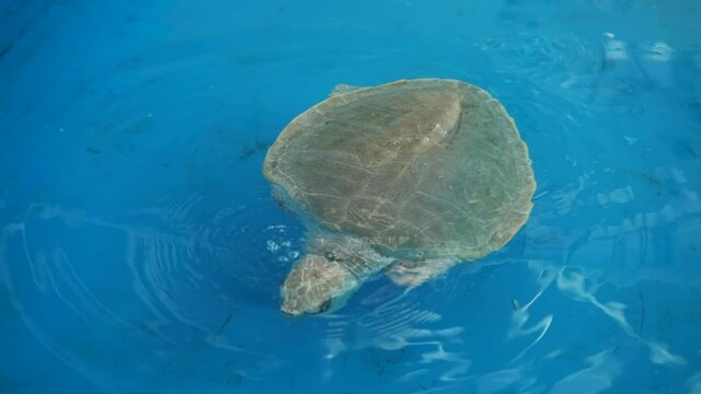 Sea turtle swimming in the pond conservation breeding and hospital and turtle nursery Before releasing into the sea Caribbean Sea in clear blue ocean.