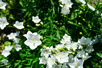 Garden flowers of different colors and sizes. Beautiful white peonies , buttercups, fragrant jasmine bushes