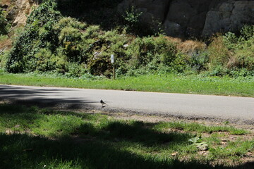 Bergeronnette grise au bord d'une route