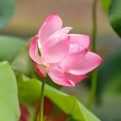 Pink lotus flower plants in water. Blooming aquatic plants in the pond