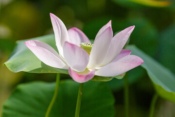 Fototapeta premium Pink lotus flower plants in water. Blooming aquatic plants in the pond