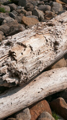 Tronco de madera desgastado en costa rocosa