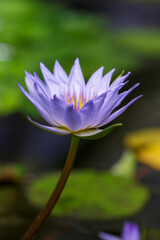 Obraz premium Nymphaea caerulea, blue lotus in natural background. Growing water plants in a pond
