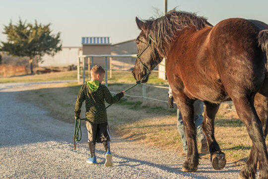young boy leading a big Percheron draft horse 