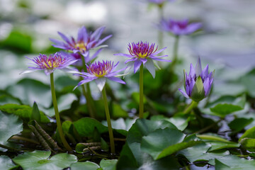 Nymphaea caerulea, blue lotus also known as Egyptian lotus. Blooming aquatic plants in the pond