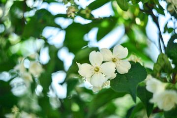 Garden flowers of different colors and sizes. Beautiful white and pink peonies, buttercups, fragrant jasmine bushes, yellow buds.