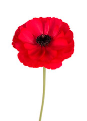 Red ranunculus asiaticus flower isolated on white background. Persian buttercup. Beautiful summer flowers.