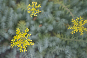 Yellow small flowers on a green background