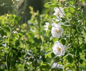 White blossoms on a wild Sweetbriar Elantine shrub in Muskoka