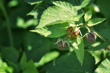 Green unripe raspberry berry among the foliage