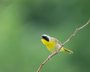 A beautiful Common Yellowthroat Warbler (Geothlypis trichas) with vivid green background