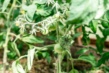 Green young tomato plants growing in greenhouse, organic agriculture, farm, harvest, horticulture