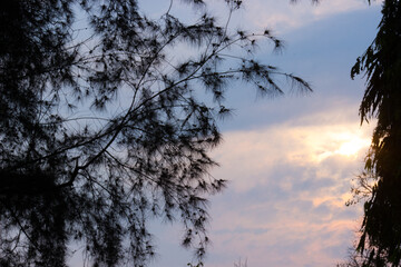 View of a tree against a beautiful sky background  