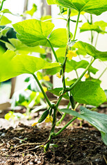Young plants of cucumber with flower growing in greenhouse horticulture, vegetable and healthy food agriculture