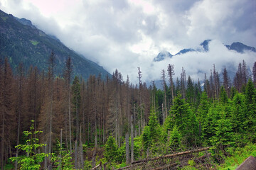 Wide angle view of tall trees and clouds around polish mountains on the way to Morskie Oko Lake, Tatra National Park located in the Tatry mountains , in the Lesser Poland Voivodeship
