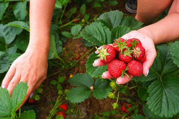 Naklejka na ściany i meble Red ripe juicy strawberries in the garden. Women's hands collect ripe strawberries. Harvesting organic berries.