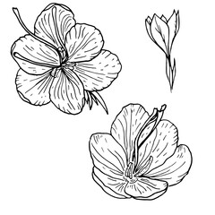 doodle saffron flowers with a black outline on a white background