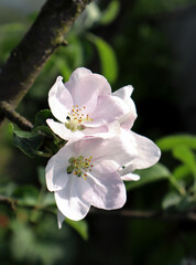 Apple tree flowers in the garden