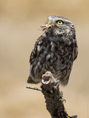 RETRATO DE MOCHUELO O ATHENE NOCTUA