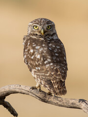 RETRATO DE MOCHUELO O ATHENE NOCTUA