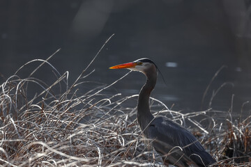Great blue heron in the marsh lands