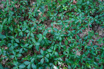 Small green periwinkle field plants in the forest between dried leaves