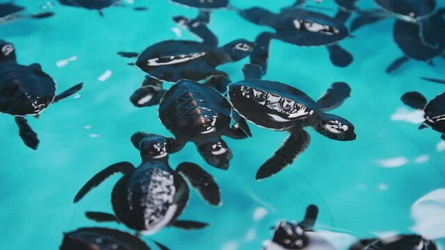 Sea turtle swimming in the pond conservation breeding and hospital and turtle nursery Before releasing into the sea Caribbean Sea in clear blue ocean.