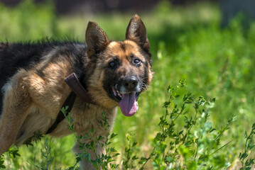 blind german shepherd dog at animal shelter