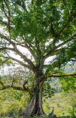 tree in the forest