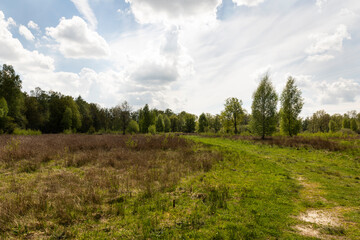 Fototapeta na wymiar Peat area De Peel moorland, Dutch countryside in The Netherlands during spring with beautiful green grass, heather, trees and greenery on a cloudy day and a blue sky creating a mindful scenery