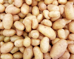 Organic potatoes, vegetable food background