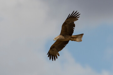 Obraz premium MILANO NEGRO O MILVUS MIGRANS EN VUELO