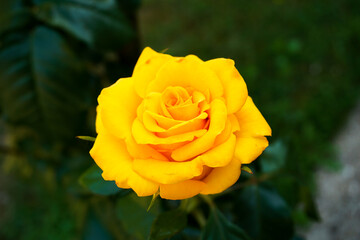 Close-up of a Golden Rose Flower on green background